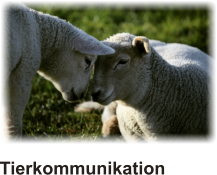 Tierkommunikation